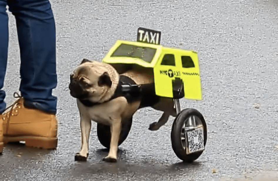 Pierogi the Paralyzed Pug